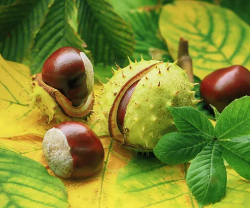 Chestnut Body Wash Mint and Lemongrass