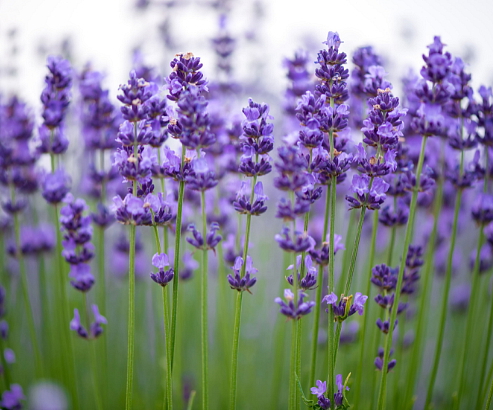 Chestnut Laundry Gel Concentrate Lavender