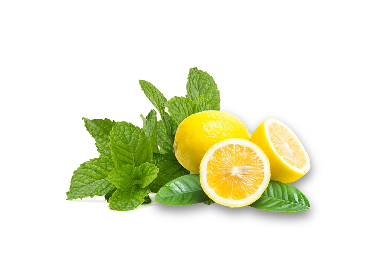 Chestnut Body Wash Mint and Lemongrass