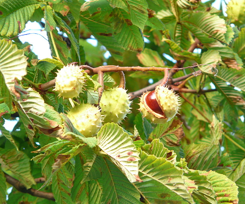 Chestnut Laundry Gel Concentrate Unscented