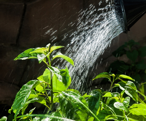 Chestnut Laundry Gel Concentrate Unscented