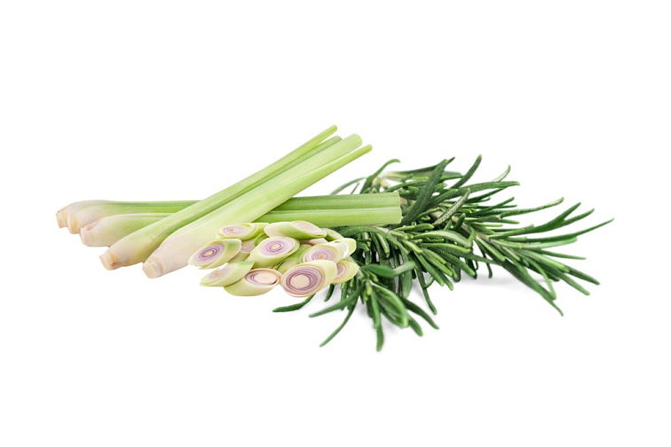Chestnut Hand Soap Rosemary and Lemongrass