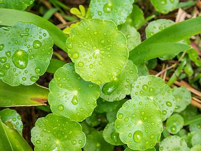 IUNIK Centella Calming Gel Cream - zklidňující gelový krém s Pupečníkem Asijským