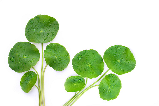 Mixsoon Centella Asiatica toner - zklidňující pleťový toner s Pupečníkem Asijským