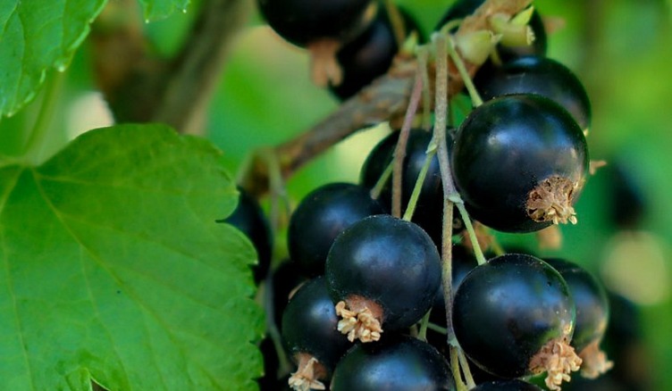 Dear Klairs Gentle Black Deep Cleansing Oil - hydrofilní čistící olej