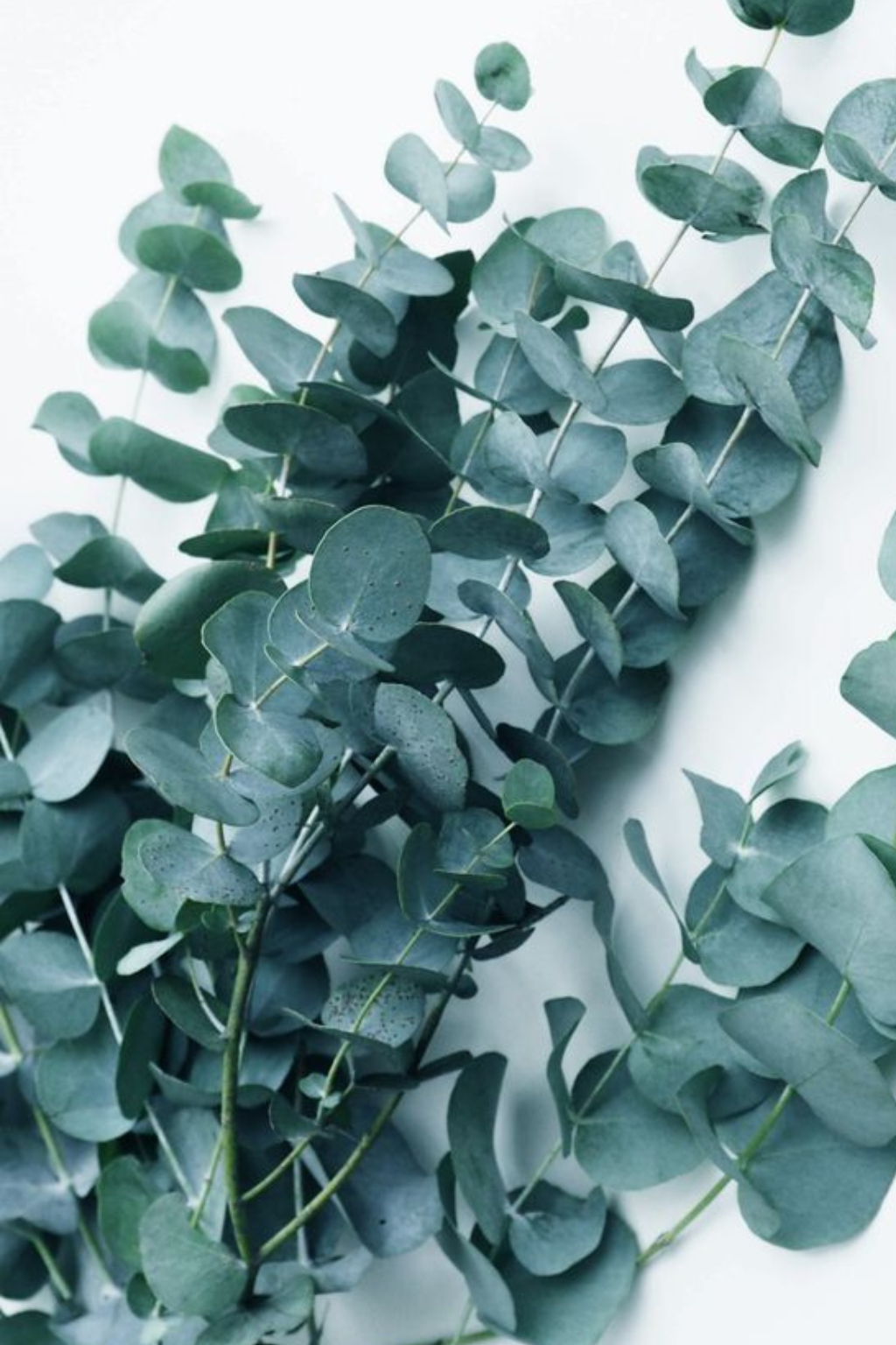 Esenciálny olej Fiore d'Oriente Eukalyptus BIO