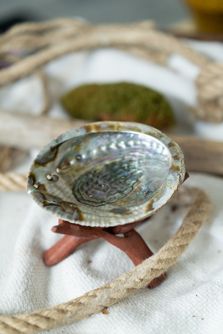 Green Abalone mušla Haliotis Fulgens na pálenie zväzkov