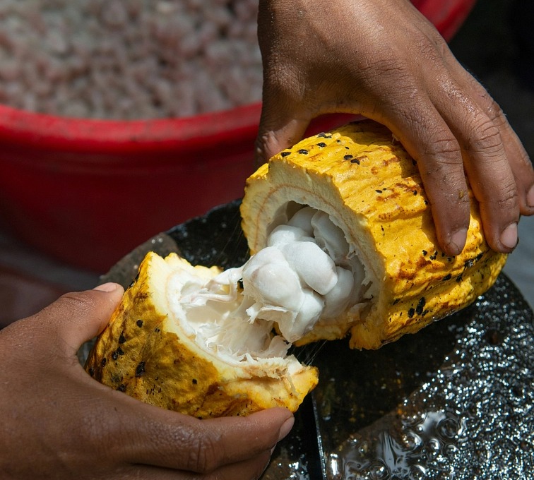 Monks Mystic Elixir - Medicinal Mushrooms & Cacao 80g