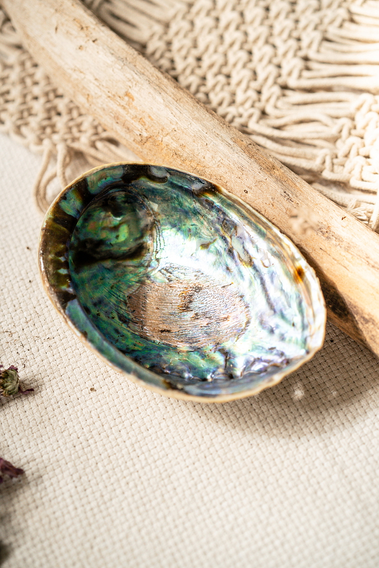 Rainbow Abalone mušľa Paua Haliotis Iris na pálenie zväzkov