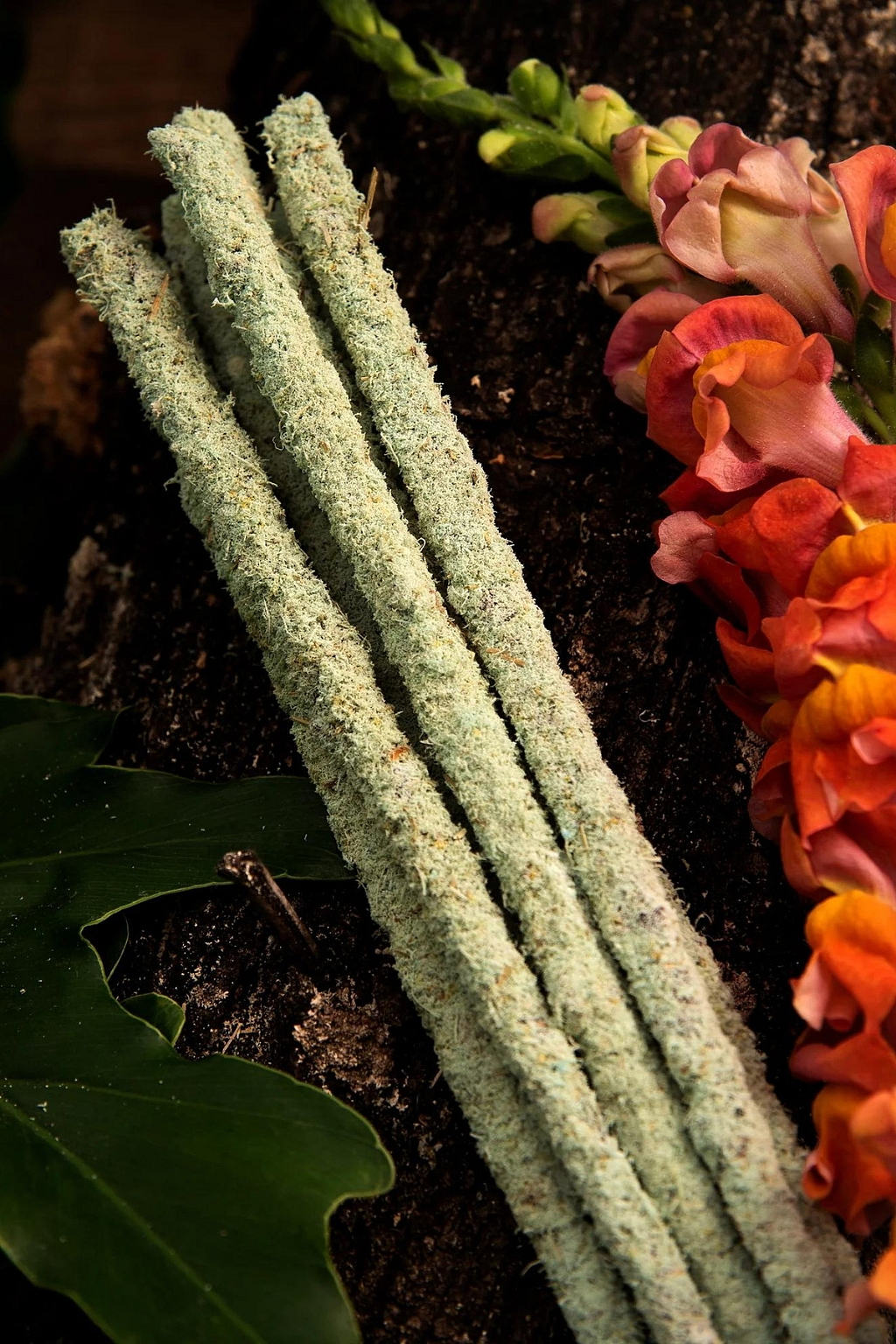 Tyčinky Sagrada Madre Botanical Freesia