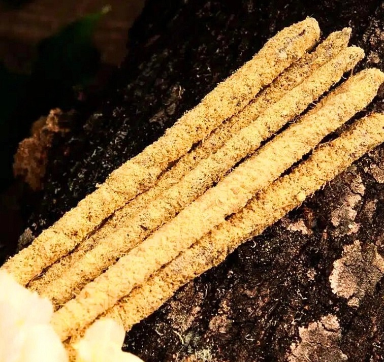 Tyčinky Sagrada Madre Botanical Magnolia