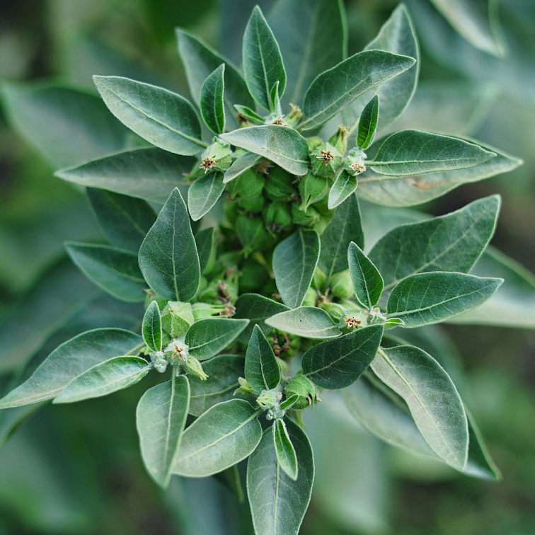 Monks Mystic Elixir - Medicinal Mushrooms & Cacao 80g