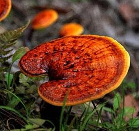 Monks Mystic Elixir - Medicinal Mushrooms & Cacao 80g