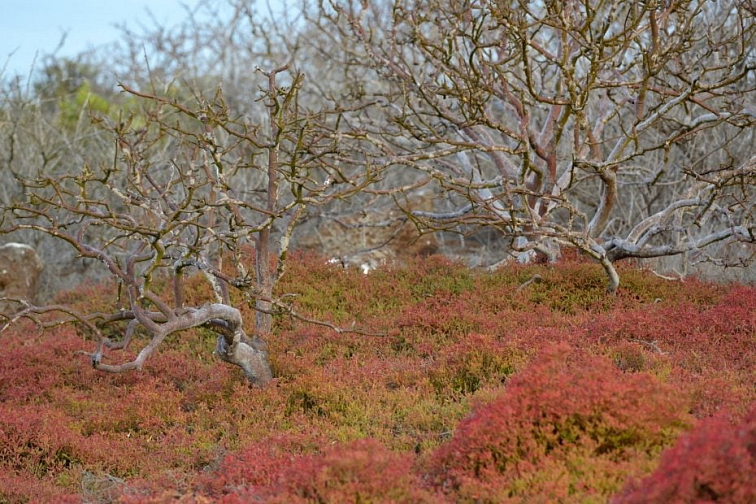 Vonné tyčinky Ispalla incense Good Mornings