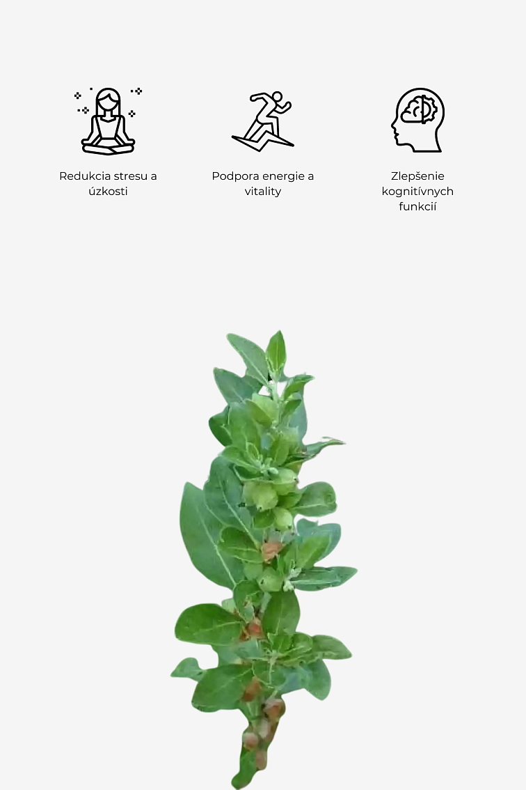 Monks Mystic Elixir - Medicinal Mushrooms & Cacao 80g