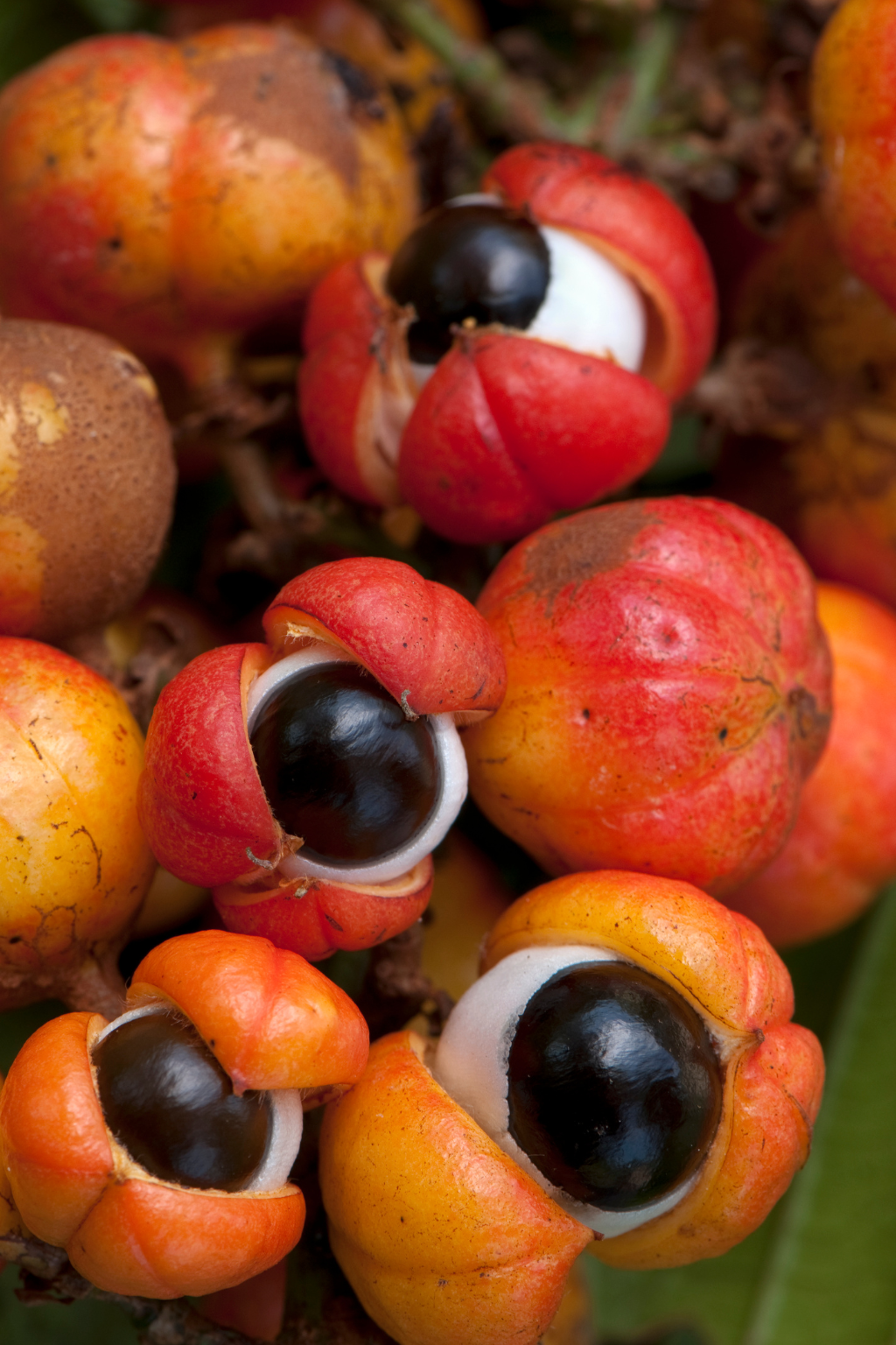 Monks Mystic Elixir -MEDICINAL MUSHROOM COCOA - RISE UP & SHINE