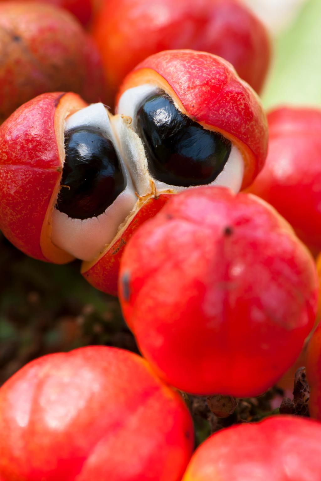 Monks Mystic Elixir -MEDICINAL MUSHROOM COCOA - RISE UP & SHINE