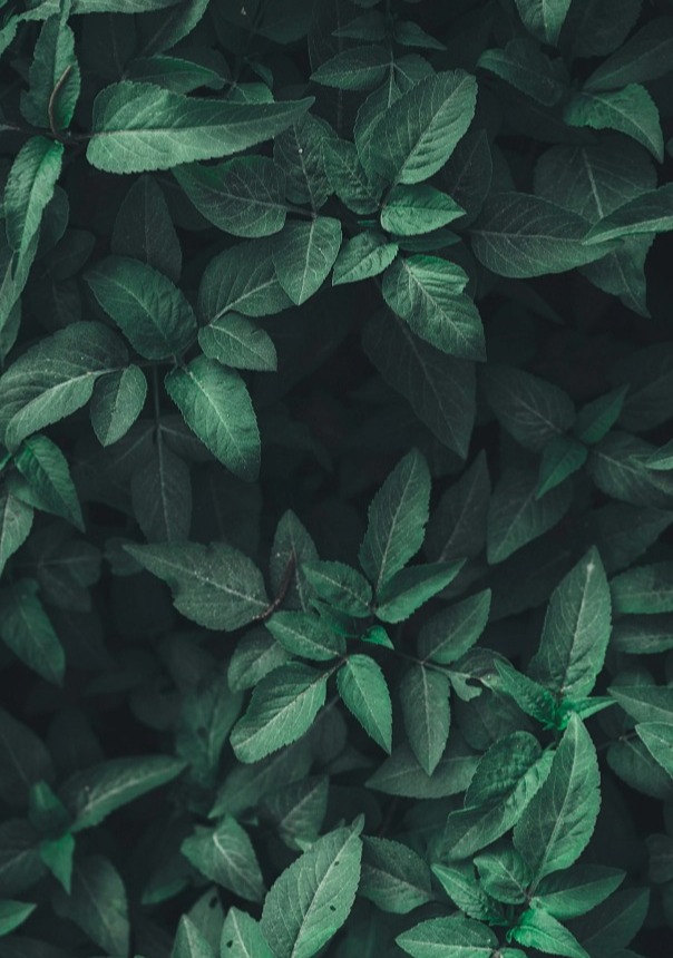 RAW COCOA QUEEN BEANS 200g