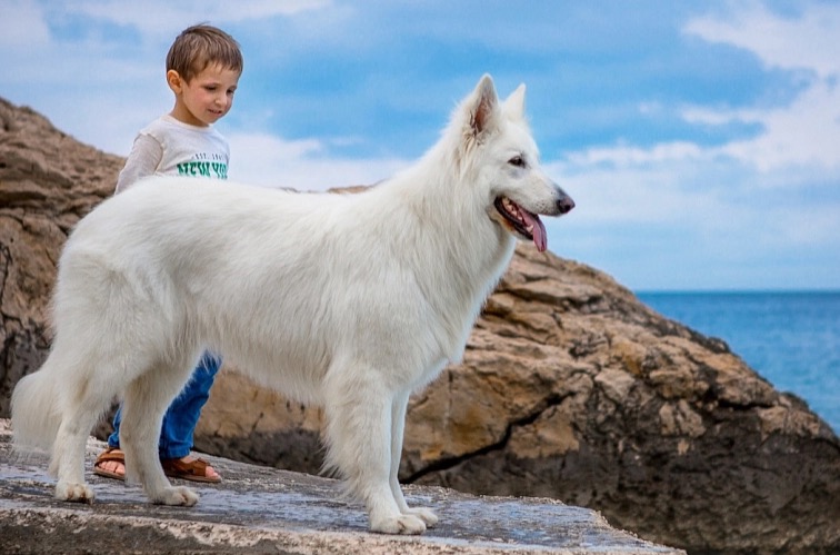 JUNIOR MINI Dogs 25 kg