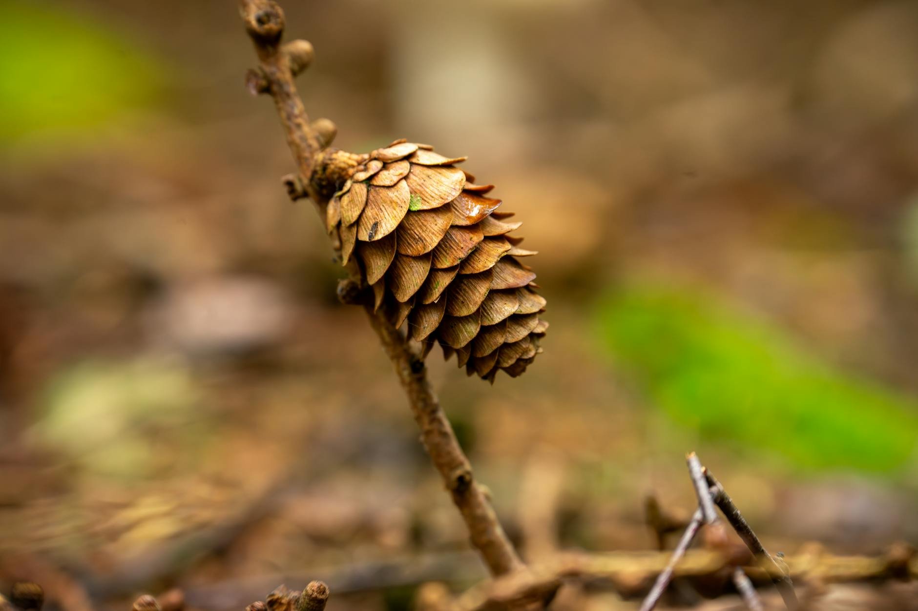 Bytová vůně Luna, difuzér, dřevitá, 100 ml