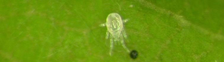 Dravé roztoče Typhlodromus Pyri