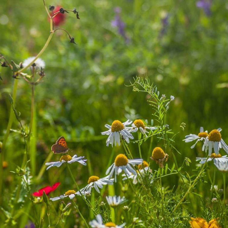 Zazelenanie do vinohradov a ovocných sadov