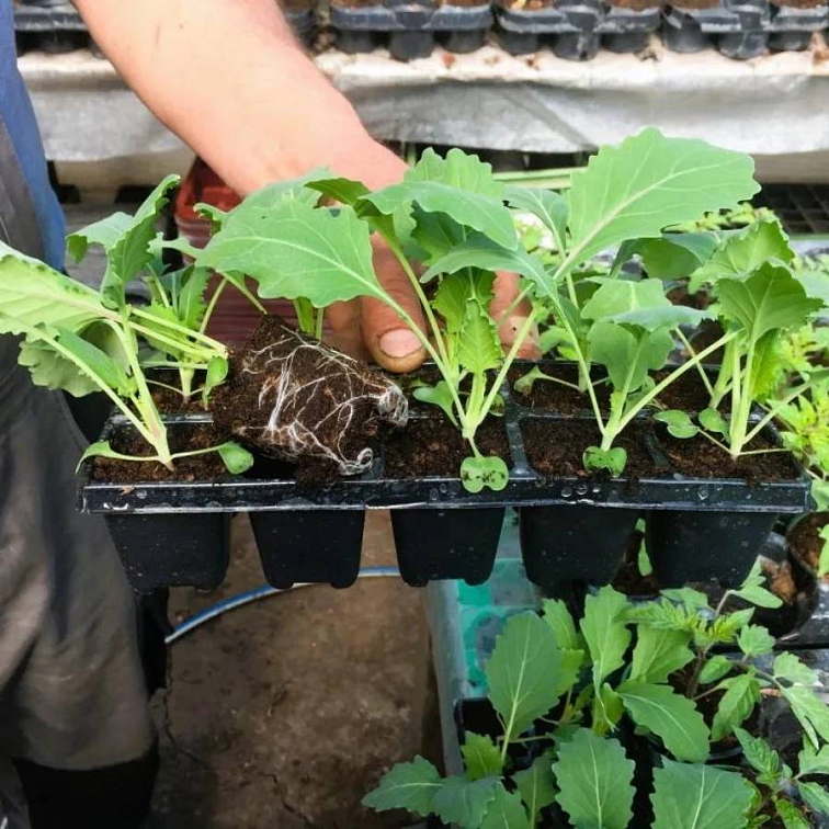 zdravé planty