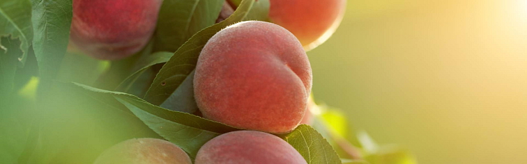 Broskyňe a kôstkoviny