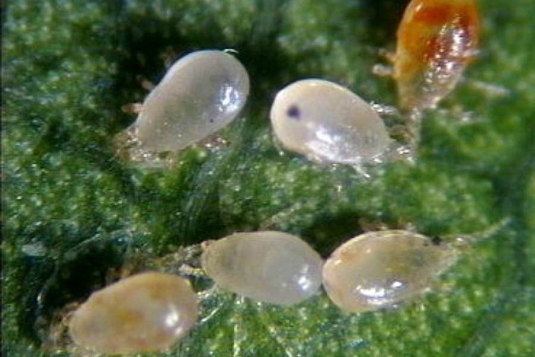 Dravé roztoče T. pyri