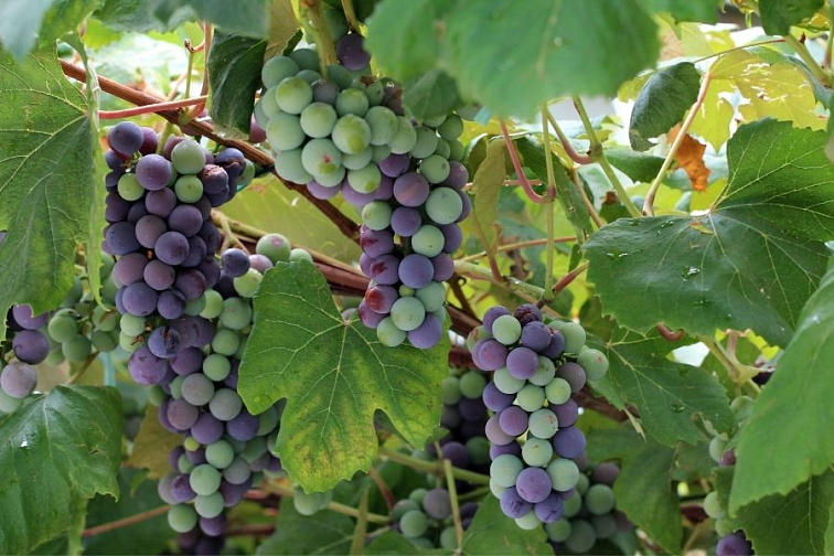 Ochrana proti múčnatke