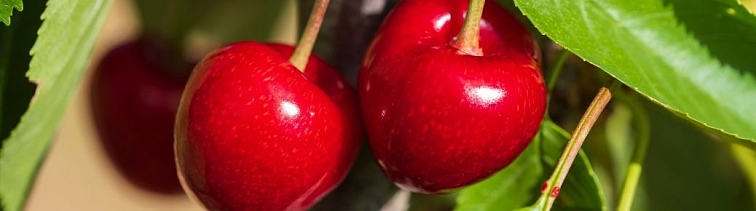 Čerešne