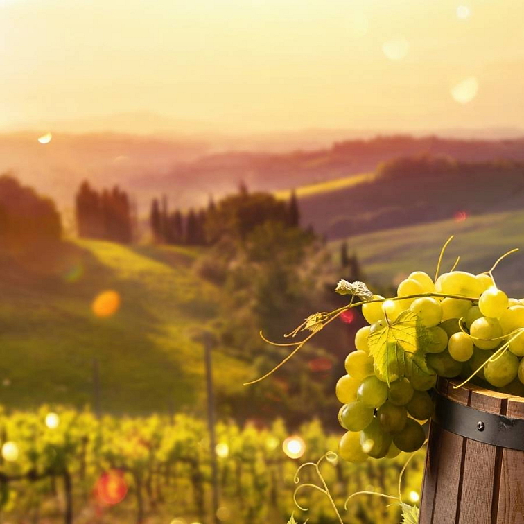 Vinohrady a strážca úrody