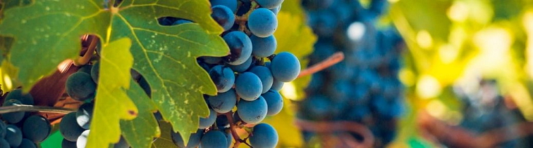 Signalizácia-30-tyzden-vinohrady