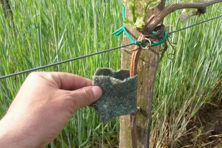 Aplikácia dravých roztočov T. pyri