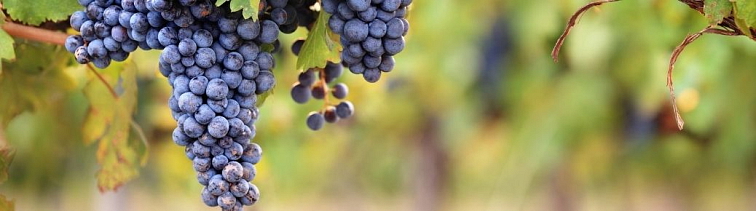 Modré hrozno vo vinohradoch