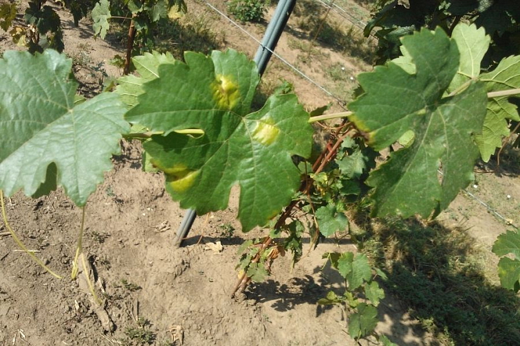 Peronospóra na liste hrozna