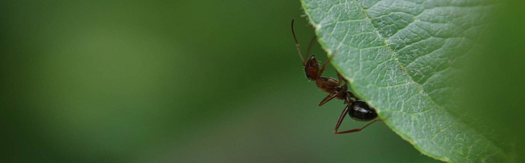 Mravce a ovocné sady