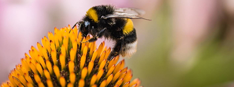Opeľovanie čmeliakom