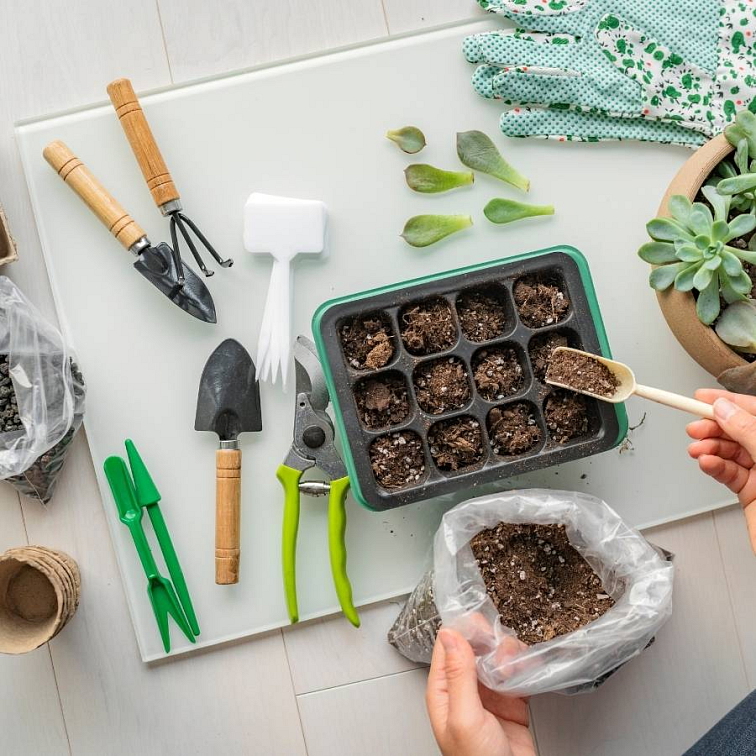 Príprava osiva pre zdravé planty