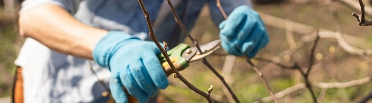 Jesenné práce v záhrade