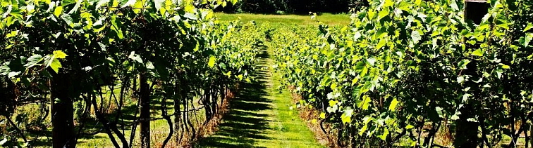 Zazelenanie je dôležité