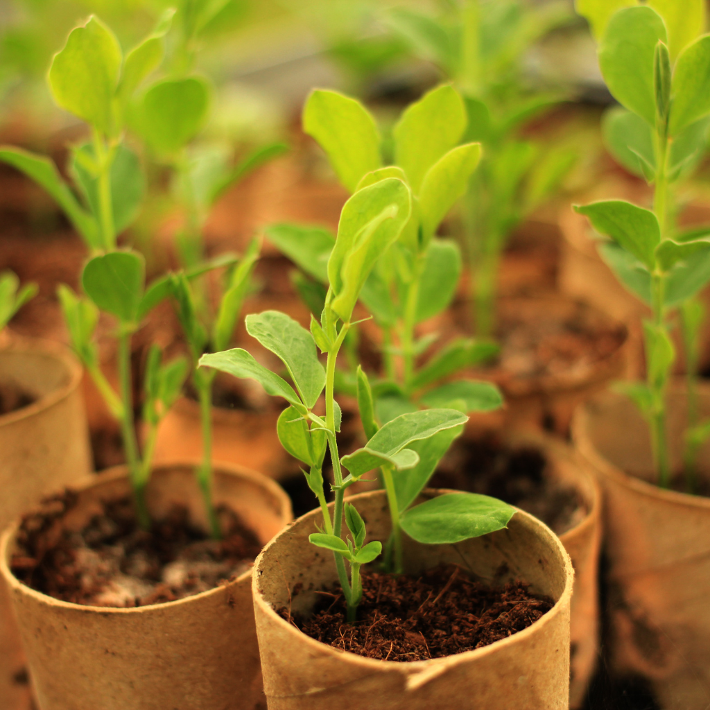 Ako úspešne vypestovať planty