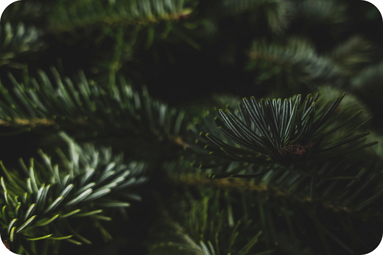 Cartridge Gorilla Glue 94% HHC 0,5 ml