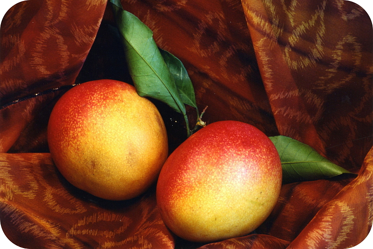 Cartridge Mango 94% HHC 1 ml