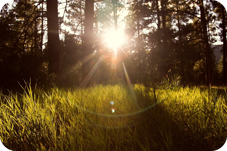 Cartridge Gelato 94% HHC 0,5 ml