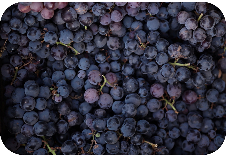 Cartridge Grape 94% HHC 0,5 ml