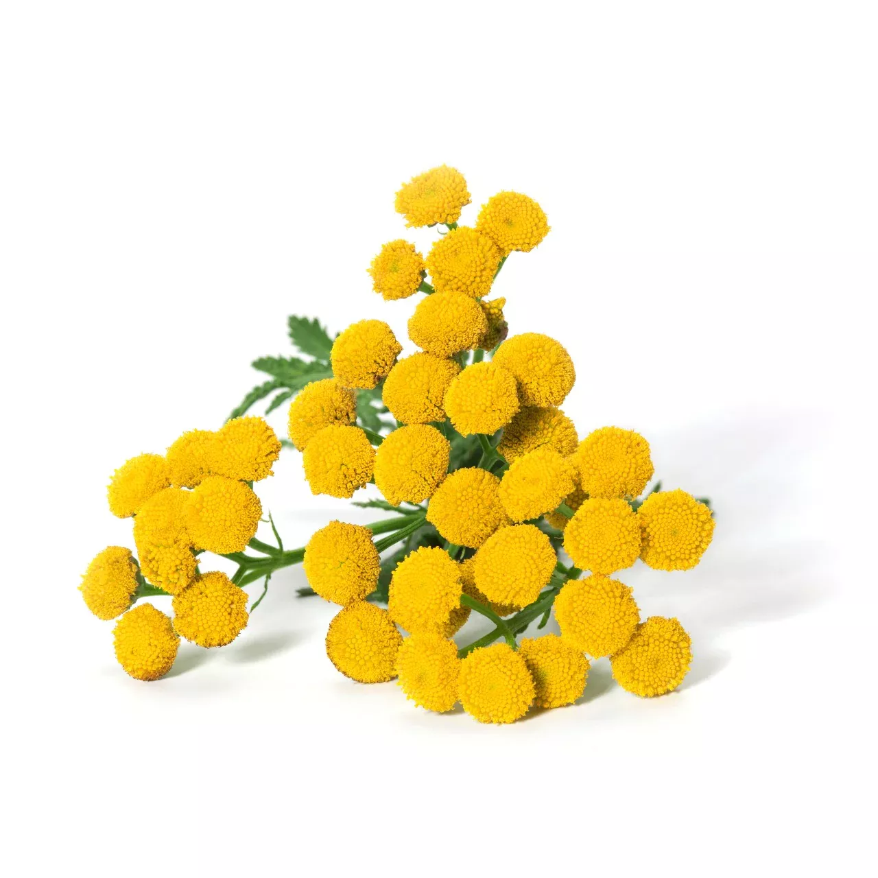 ĎUBÁČIK - roll on na vyrážky 10ml