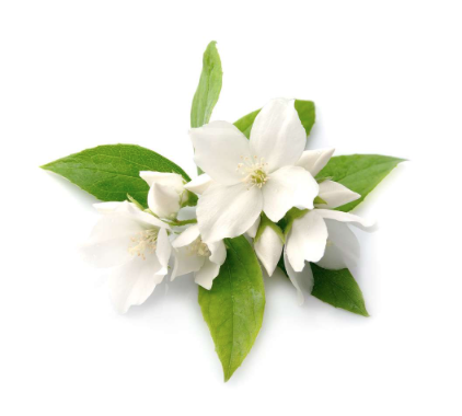 Parfum (vzorka) - Šťavnatá bosorka 5ml
