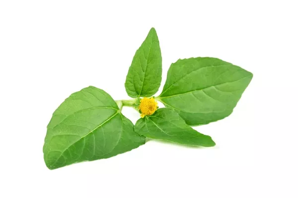 BÁTHORYČKA – Bioaktívne antioxidačné, rozjasňujúce pleťové sérum 15ml
