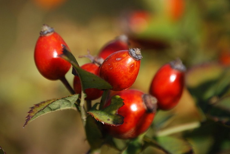 ŠTRAMANDA – oční šípkový balzám 15 ml